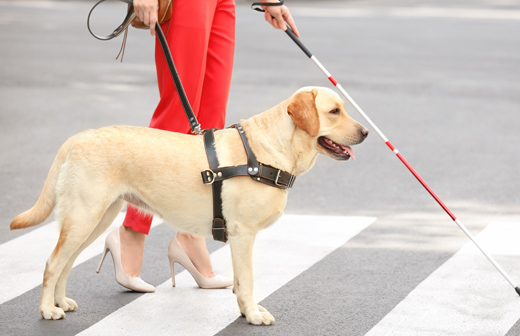 Les diffrentes fonctions du chien d'utilit ou d'assistance